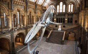 متحف التاريخ الطبيعي في لندن