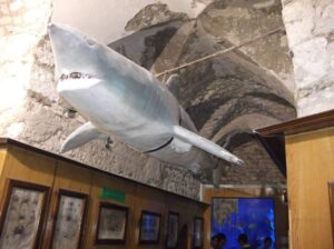 متحف الاحياء البحرية