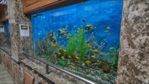 متحف الاحياء البحرية